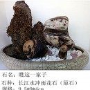 长江水冲雨花石——瞧这一家子（熊猫）