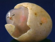 《雏鸡出壳》 [玛瑙]——一亿三千万的阿拉善奇石
